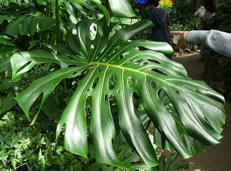 potret monstera deliciosa (commons.wikimedia.org/Piotrus)