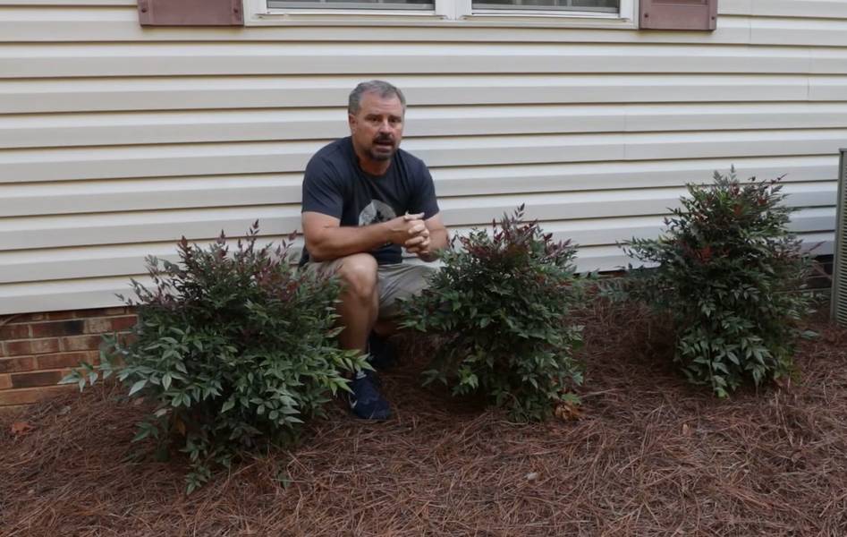 ilustrasi harbour dwarf heavenly bamboo (youtube.com/HortTube with Jim Putnam)