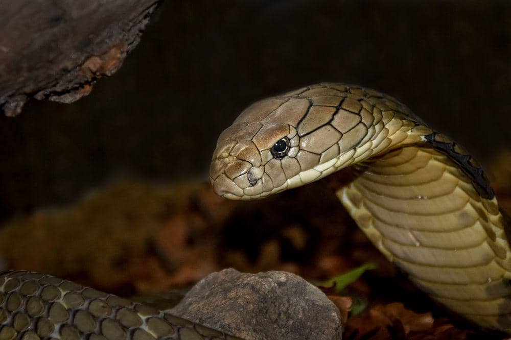 potret ular cobra yang memiliki taring jenis proteroglypha (Pixabay.com/beatebasenau)