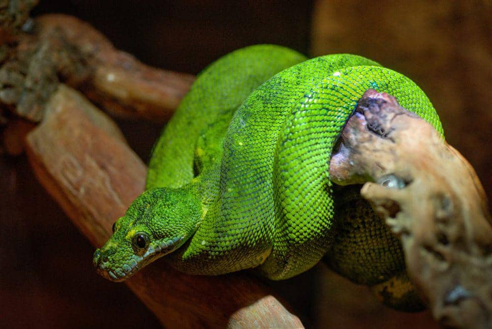 Potret ular boomslang yang memiliki taring jenis opisthoglyphous (Pixabay.com/ClickerHappy)