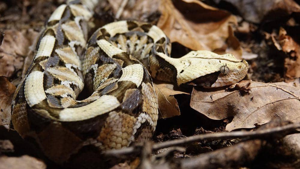 potret gaboon viper, ular dengan taring terpanjang di dunia (Pixabay.com/Thomas_Dörner)
