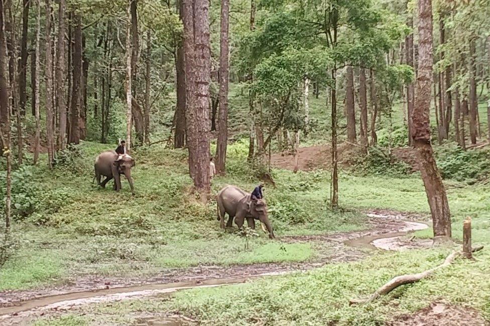3 Gajah BNWS Direlokasi, Animal Welfare Jadi Alasan Utama