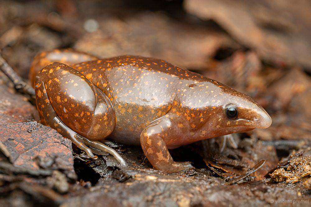 Asal nama zombie frog (inaturalist.org/vincentpremel)