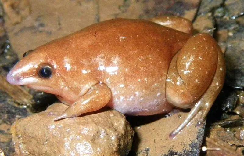 5 Fakta Menarik Katak Zombie, Mampu Hidup di Bawah Tanah!