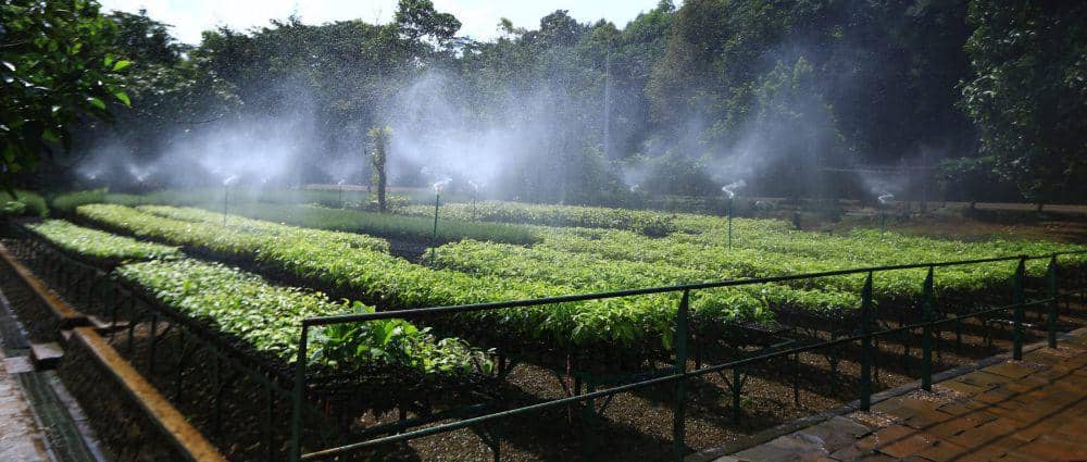 potret Taman Kehati Sawerigading Wallacea (vale.com)