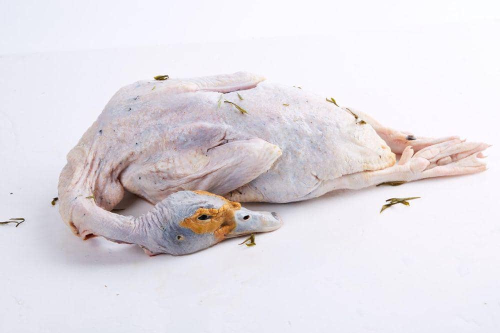 Ilustrasi entok (pixabay.com/luow)