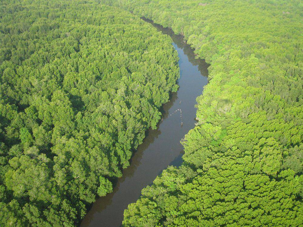 Panorama Mangrove Bedul dari atas. Dok-ksdae Kementerian Lingkungan Hidup/Lugi Hartanto