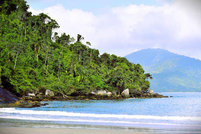 Ilustrasi panorama indah hutan pantai. Pexels/Albano Ribas