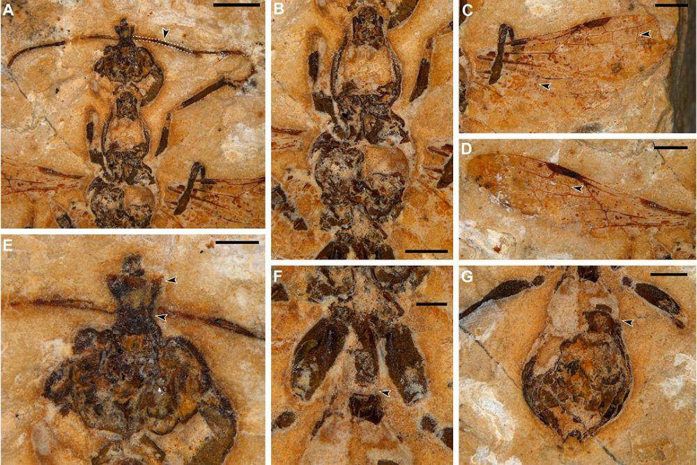 Semut neraka ditemukan hidup dalam tubuh dinosaurus (Anderson Lepeco/Current Biology: 2025)