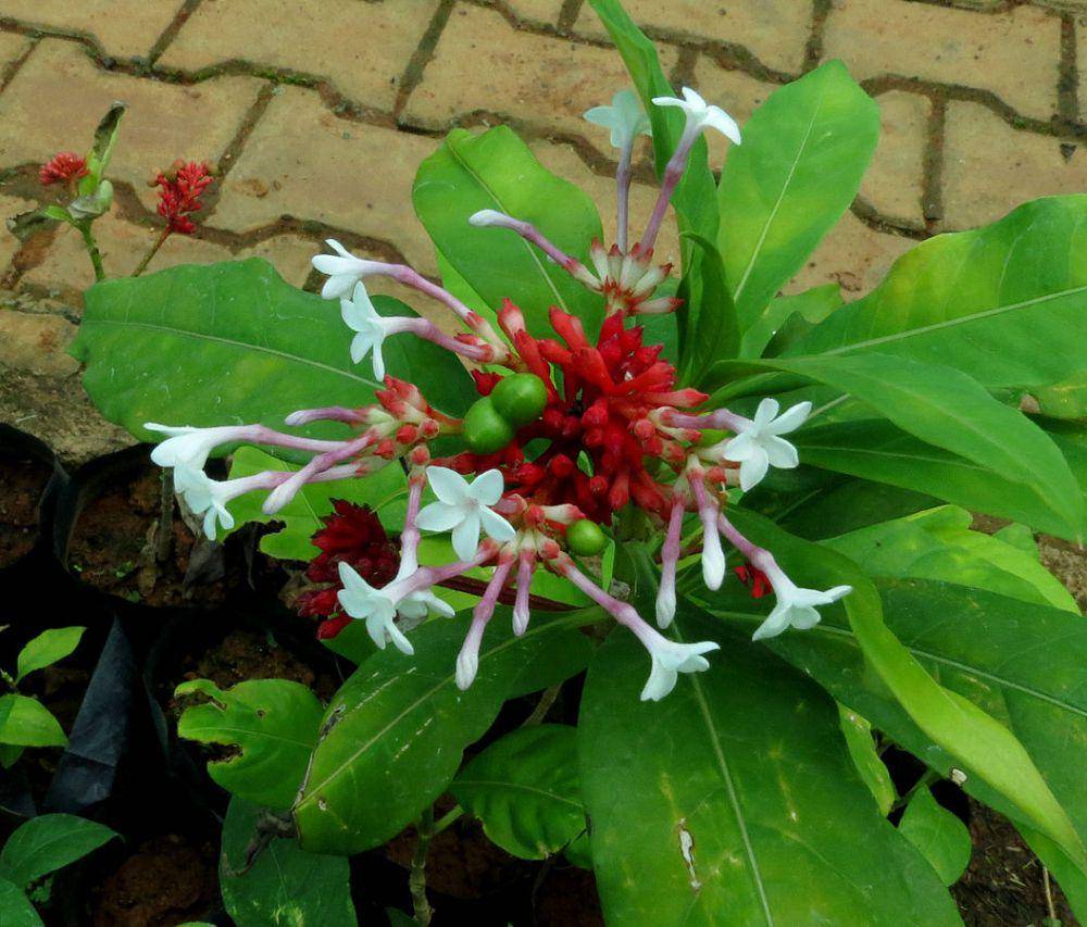 ilustrasi pule pandak (commons.wikimedia.org/Rauvolfia serpentina)