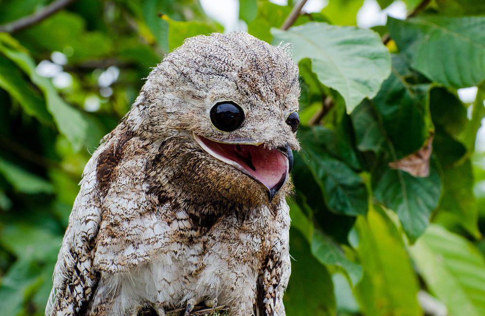 6 Fakta Menarik Great Potoo, Bisa Melihat dengan Mata Tertutup
