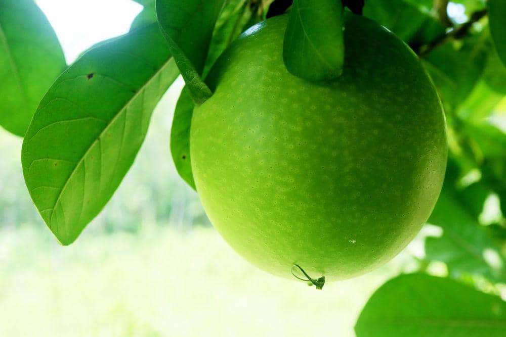 Ilustrasi buah maja pahit (commons.wikimedia.org/Mochammad Fadli)