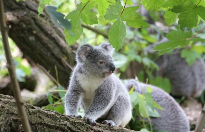 ilustrasi koala (pexels.com/pixabay)