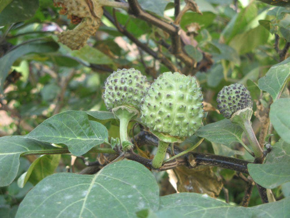 Ilustrasi buah kecubung (commons.wikimedia.org/Meneerke bloem)