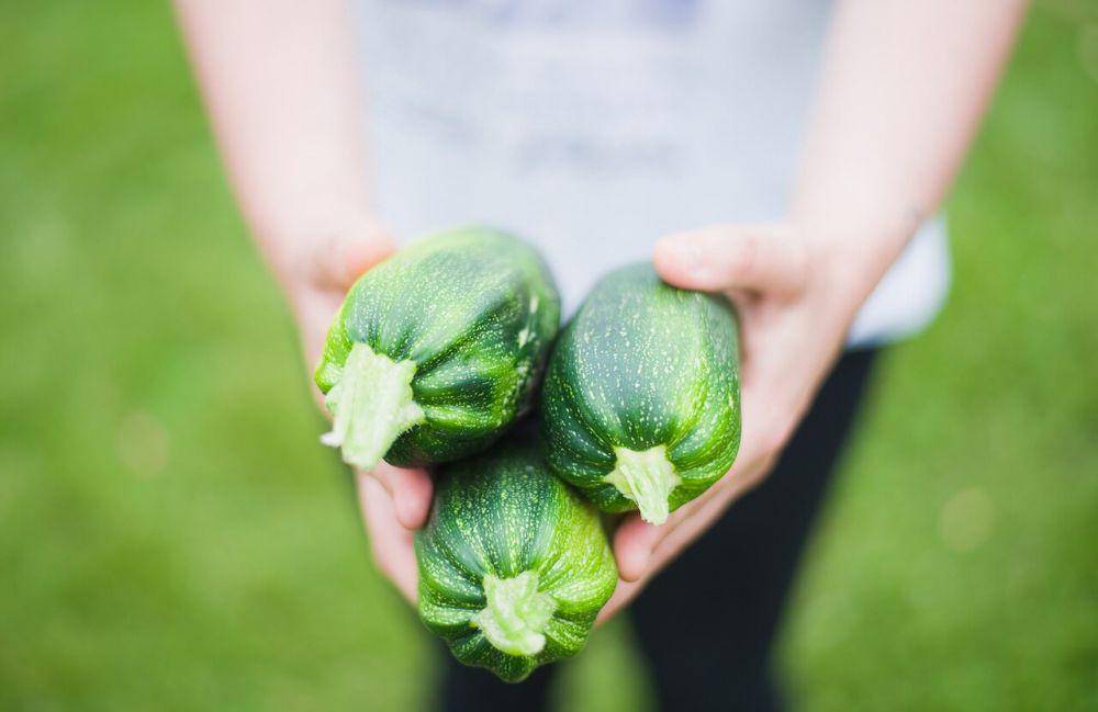 ilustrasi zucchini (pixabay.com/Pexels)