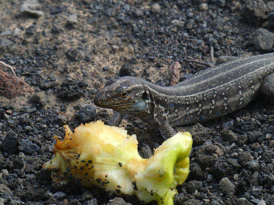 kadal yang memakan buah apel (commons.wikimedia.org/Syrio)