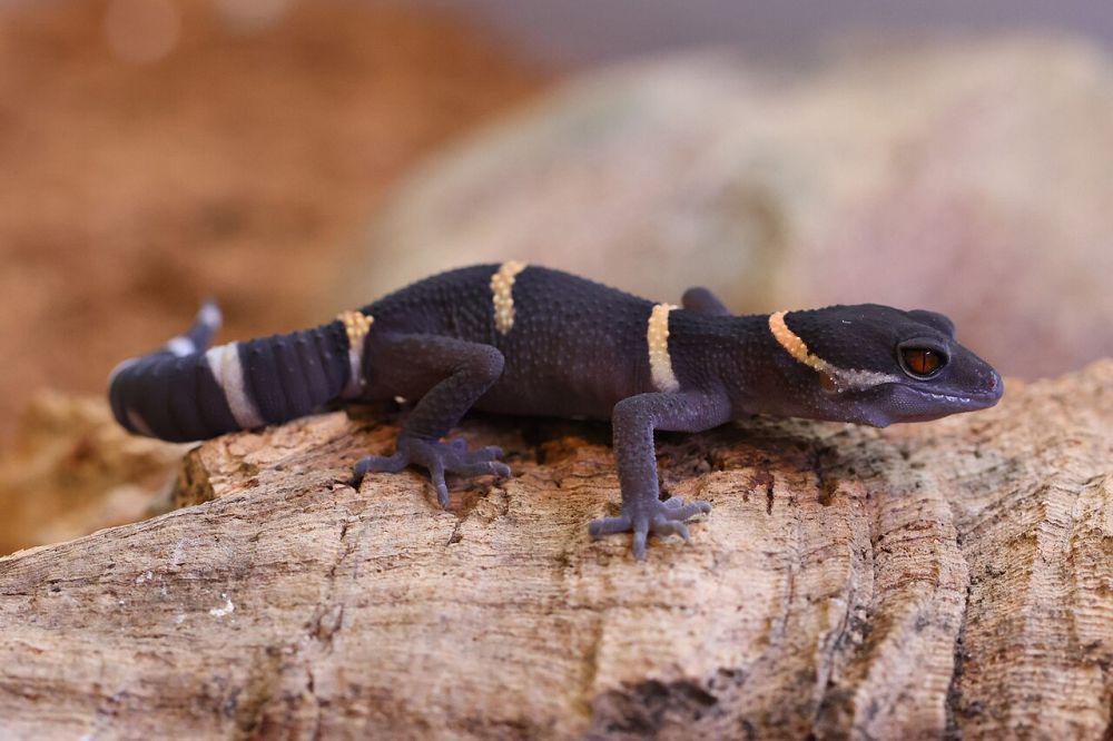 5 Morph Leopard Gecko Paling Populer, Jadi Idaman Pecinta Reptil