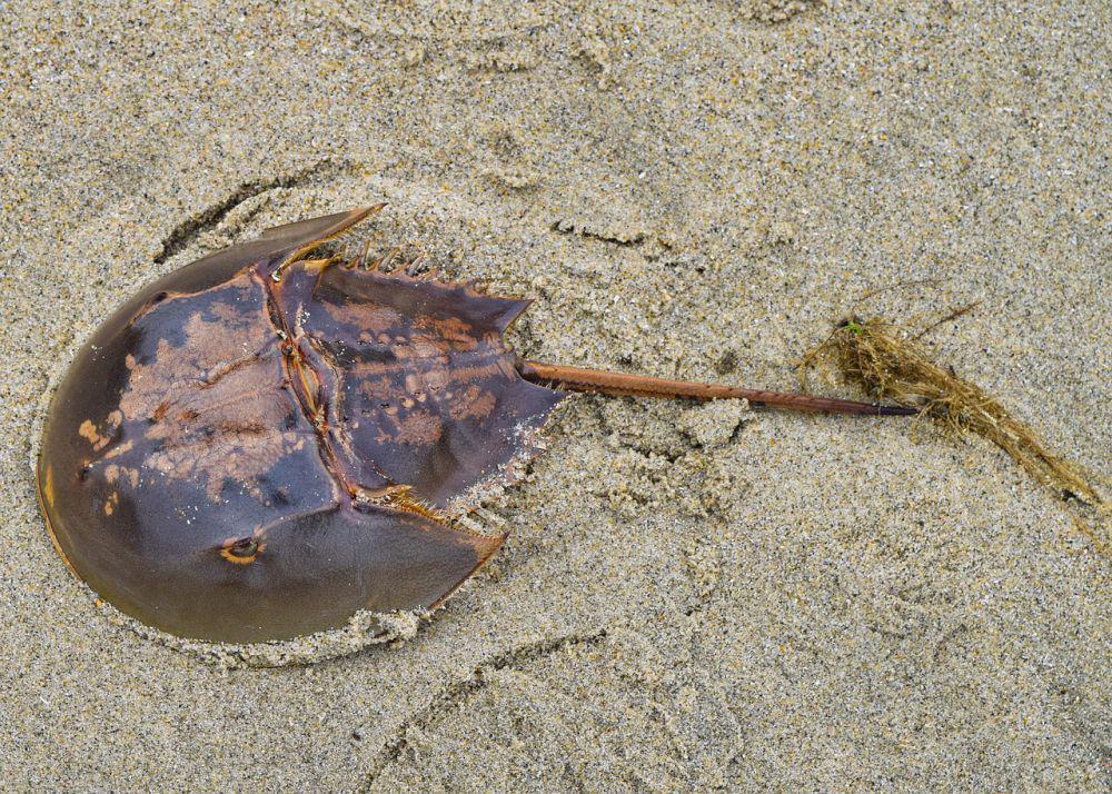 5 Fakta tentang Kepiting Tapal Kuda, Hewan Purba Armor Baja