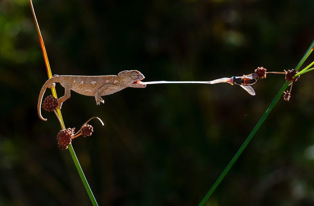 Apakah Reptil Dapat Mengecap Rasa pada Makanan?