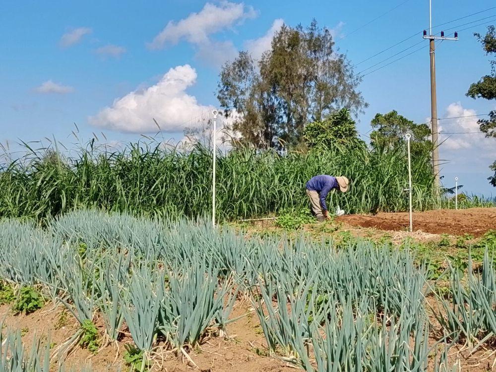 Aktivitas petani sayur garap lahan di Desa Genilangit Kecamatan Poncol Magetan. IDN Times/ Riyanto.