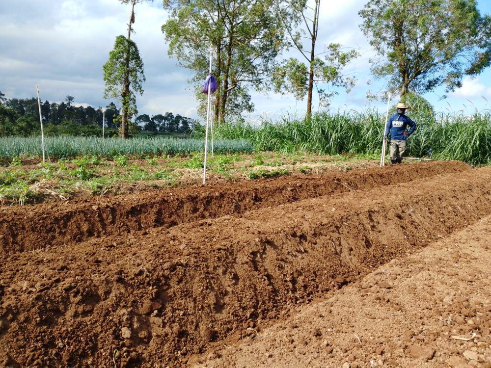 Petani Sayur Magetan Gak Dapat Pupuk Bersubsidi