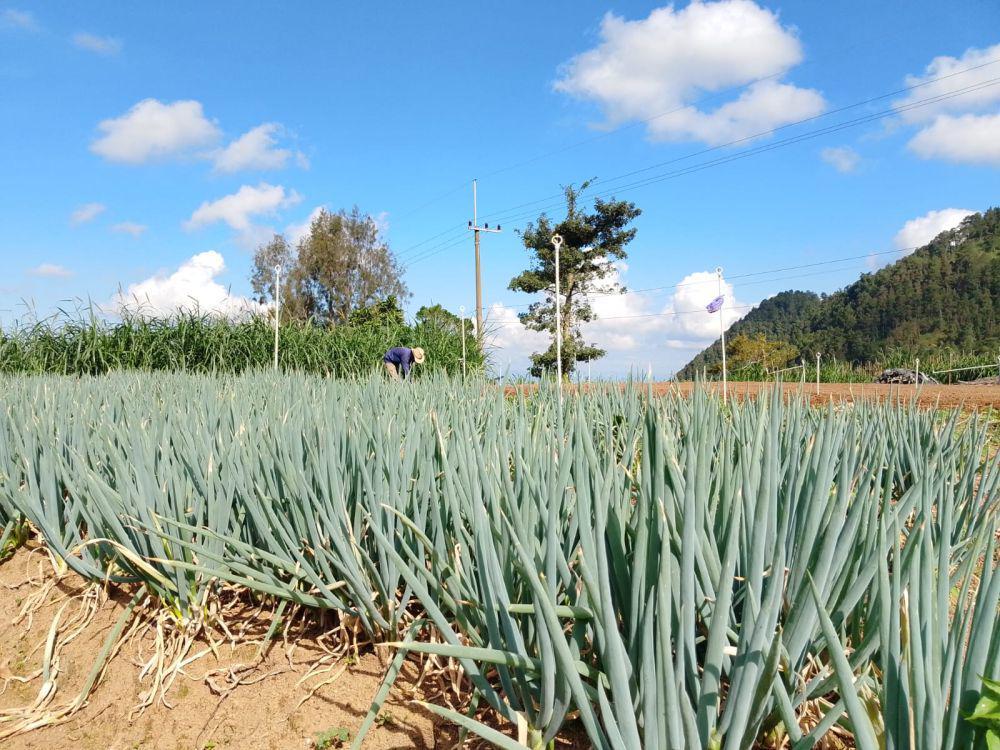 Aktivitas petani sayur garap lahan di Desa Genilangit Kecamatan Poncol Magetan. IDN Times/ Riyanto.