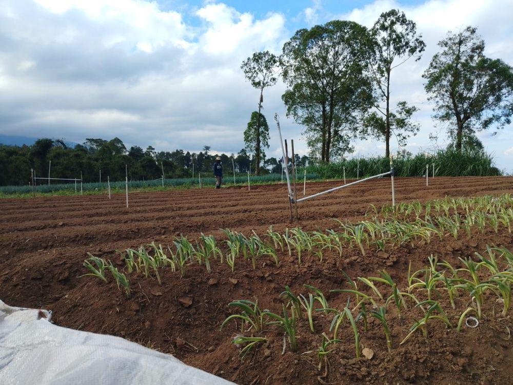 Aktivitas petani sayur garap lahan di Desa Genilangit Kecamatan Poncol Magetan. IDN Times/ Riyanto.