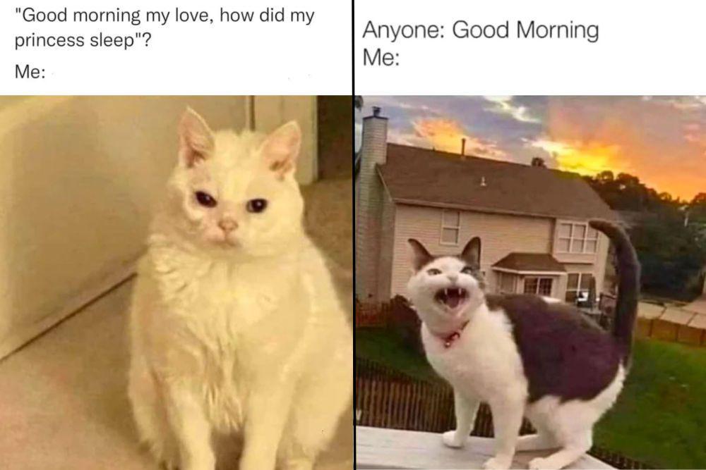 9 Meme Kucing tentang Hal yang Sering Dirasain Pas Pagi Hari