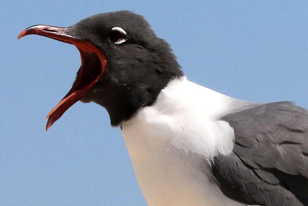 7 Fakta Terunik Camar Tertawa, Burung yang Punya Sifat Mirip Manusia