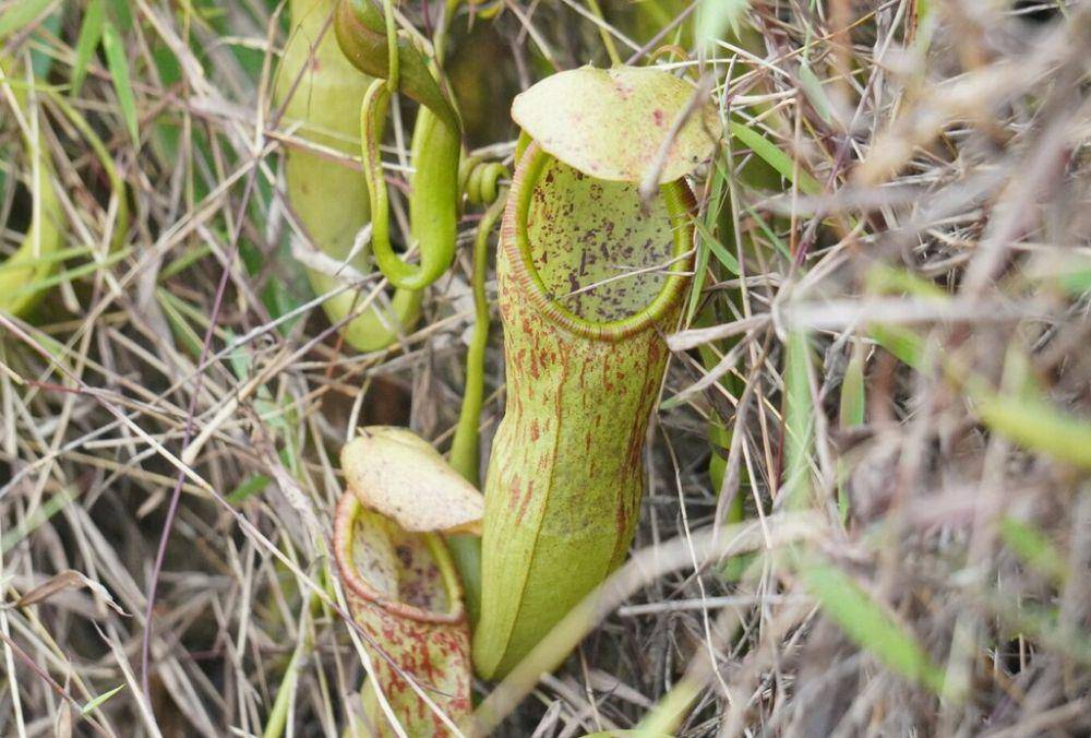 ilustrasi Nepenthes gymnaphora (inaturalist.org/nduip)
