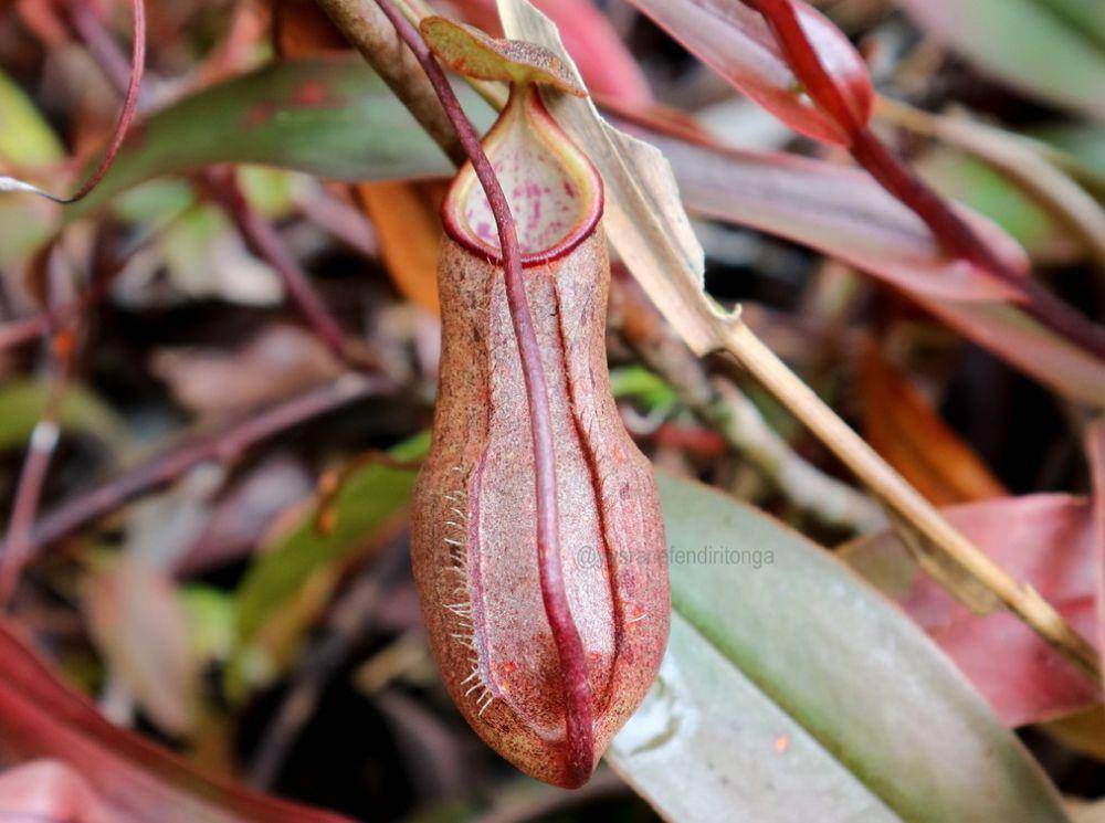 ilustrasi Nepenthes rhombicaulis (inaturalist.org/yusranritonga)