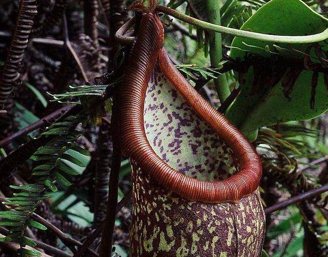 ilustrasi Nepenthes rigidifolia (inaturalist.org/cclborneo)