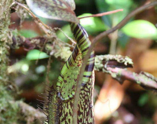 ilustrasi Nepenthes spectabilis (inaturalist.org/tomas_cedhagen)