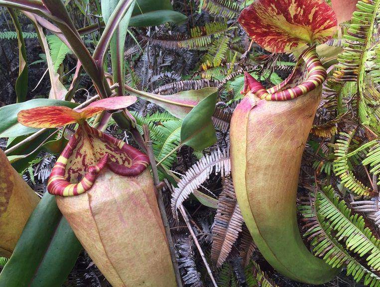 ilustrasi Nepenthes sumatrana (inaturalist.org/mkm519)