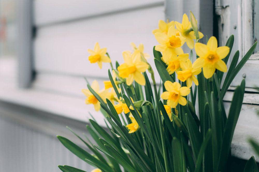 ilustrasi Daffodil (pexels.com/Maria Tyutina)