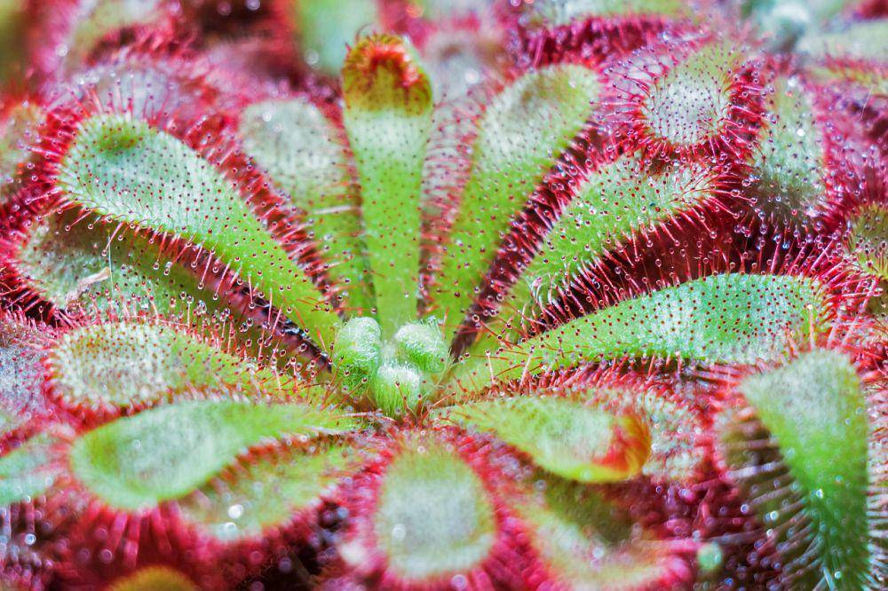 Ilustrasi sundew drosera (pixabay.com/Bergadder)