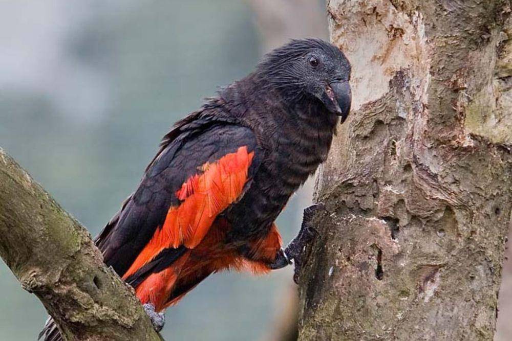 dracula parrot (commons.wikimedia.org/Doug Janson)
