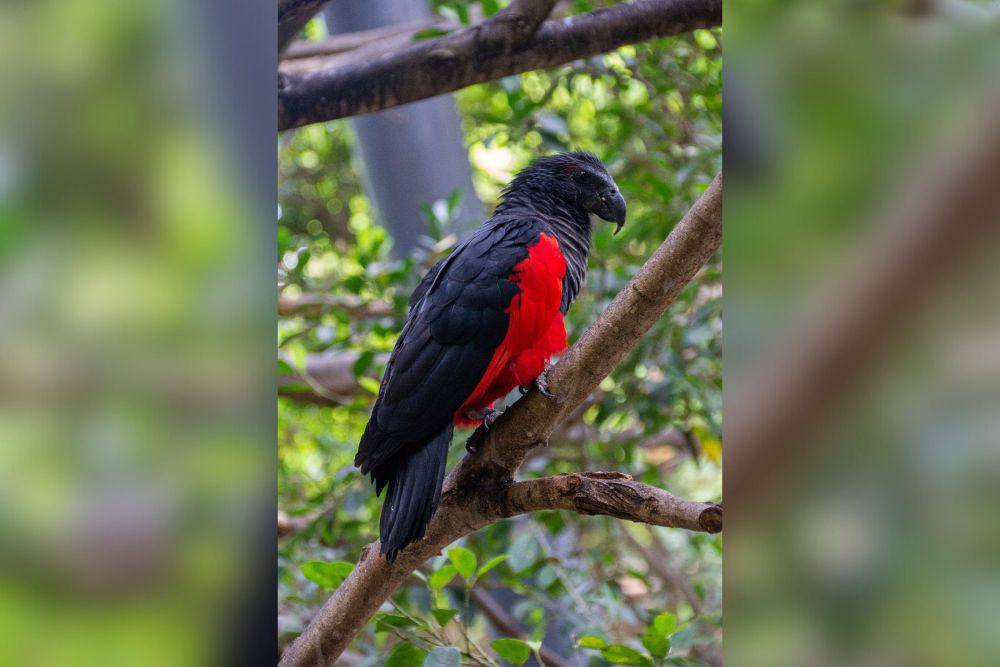 dracula parrot (commons.wikimedia.org/Mike Peel)