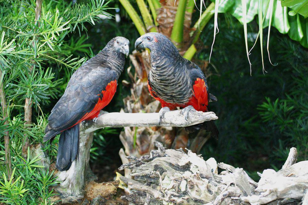 dracula parrot (commons.wikimedia.org/bogniets)