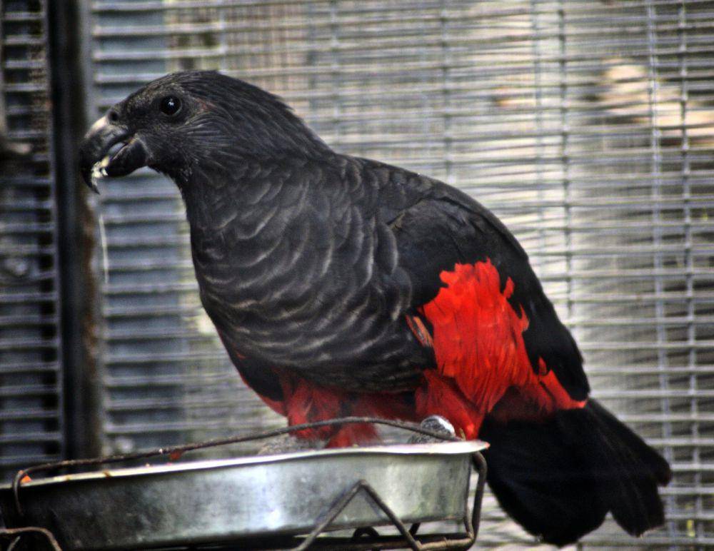 dracula parrot (commons.wikimedia.org/Jean)