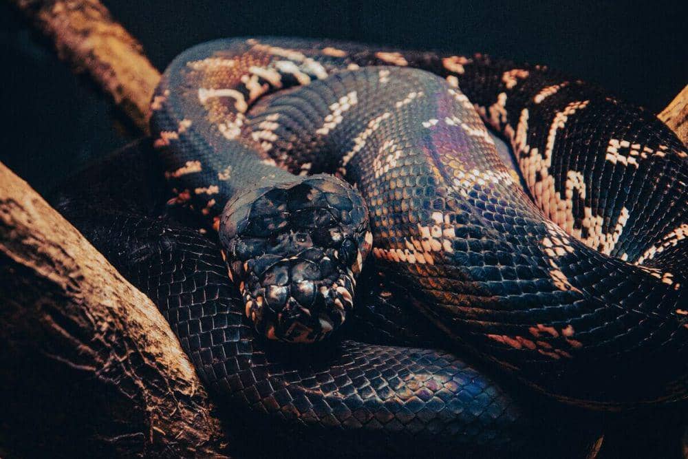 Studi: Ular Berevolusi Jadi Kanibal Beberapa Kali dalam Satu Keturunan