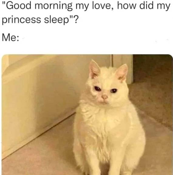 meme kucing tentang hal yang dirasain pas pagi hari (reddit.com/Public-Reporter-7105)