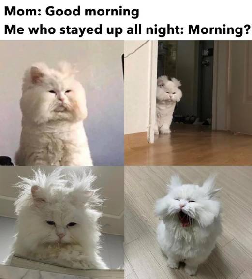 meme kucing tentang hal yang dirasain pas pagi hari (reddit.com/Fluffy-Weapon)