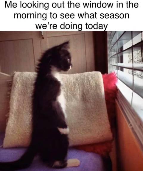 meme kucing tentang hal yang dirasain pas pagi hari (reddit.com/redittjoe)
