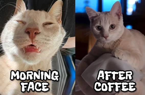 meme kucing tentang hal yang dirasain pas pagi hari (reddit.com/Adorable_Asshat)