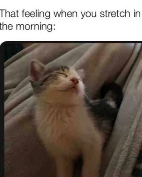 meme kucing tentang hal yang dirasain pas pagi hari (reddit.com/DecHud)