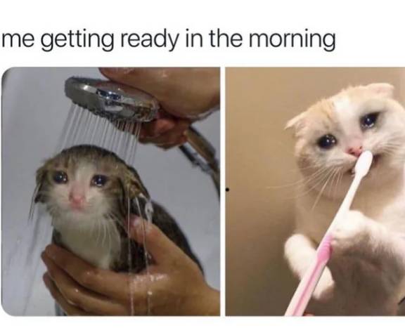 meme kucing tentang hal yang dirasain pas pagi hari (reddit.com/e-visaindiaonline)