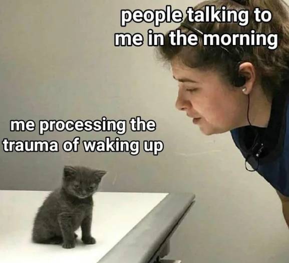 meme kucing tentang hal yang dirasain pas pagi hari (reddit.com/colorfulsoul_)