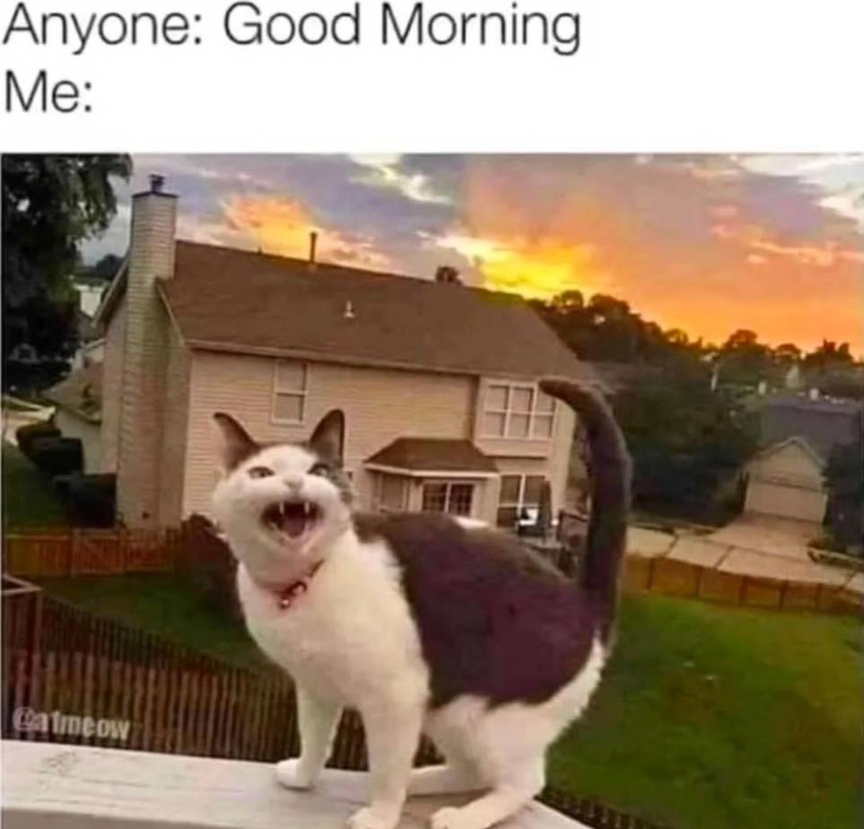 meme kucing tentang hal yang dirasain pas pagi hari (reddit.com/catcurio)