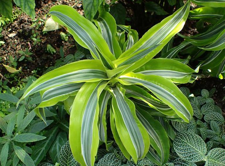 potret dracaena fragrans (commons.wikimedia.org/Krzysztof Ziarnek, Kenraiz)